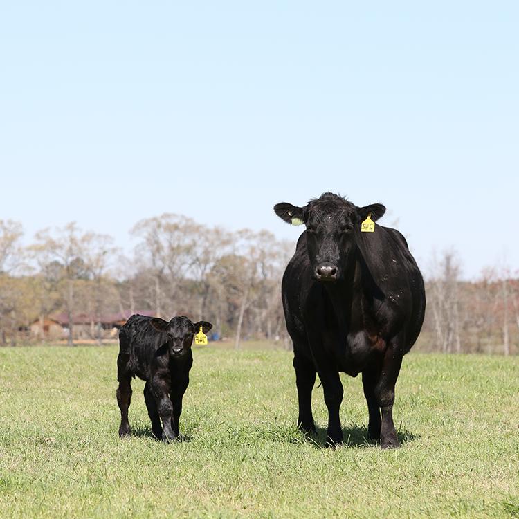 牛肉 Cattle Production in Georgia